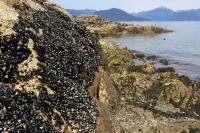 Mytilus trossulus in West Vancouver